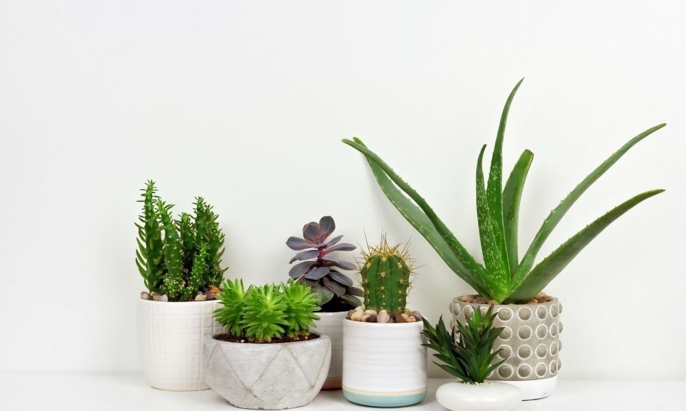 succulents for home