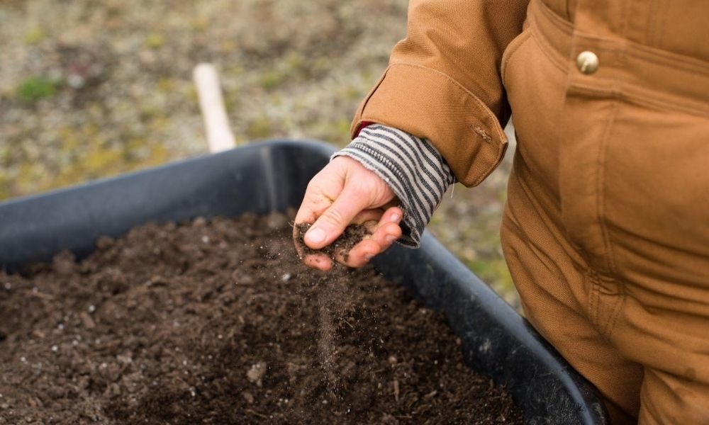 Best Choice for Your Garden