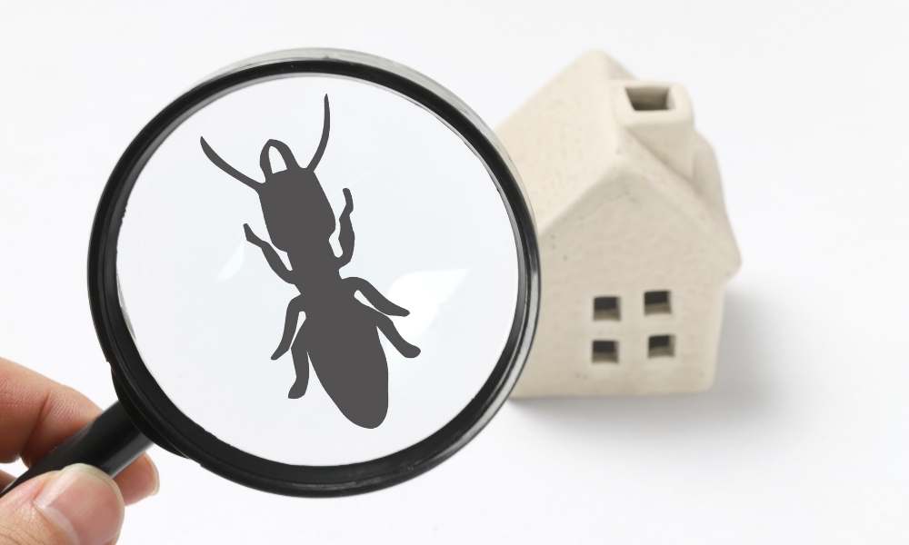 Household pests