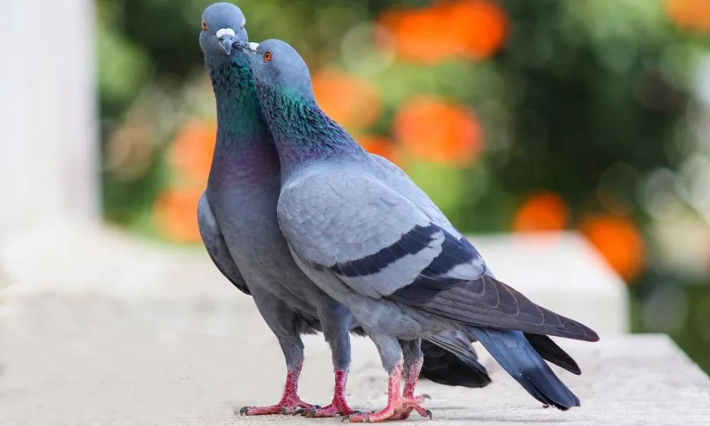 How to Control Pigeon Population Growth in Phoenix