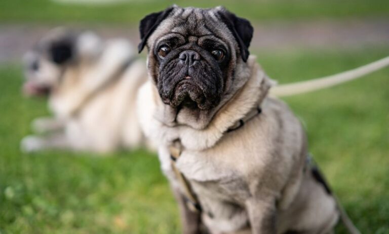 Cleaning Artificial Grass For Dogs