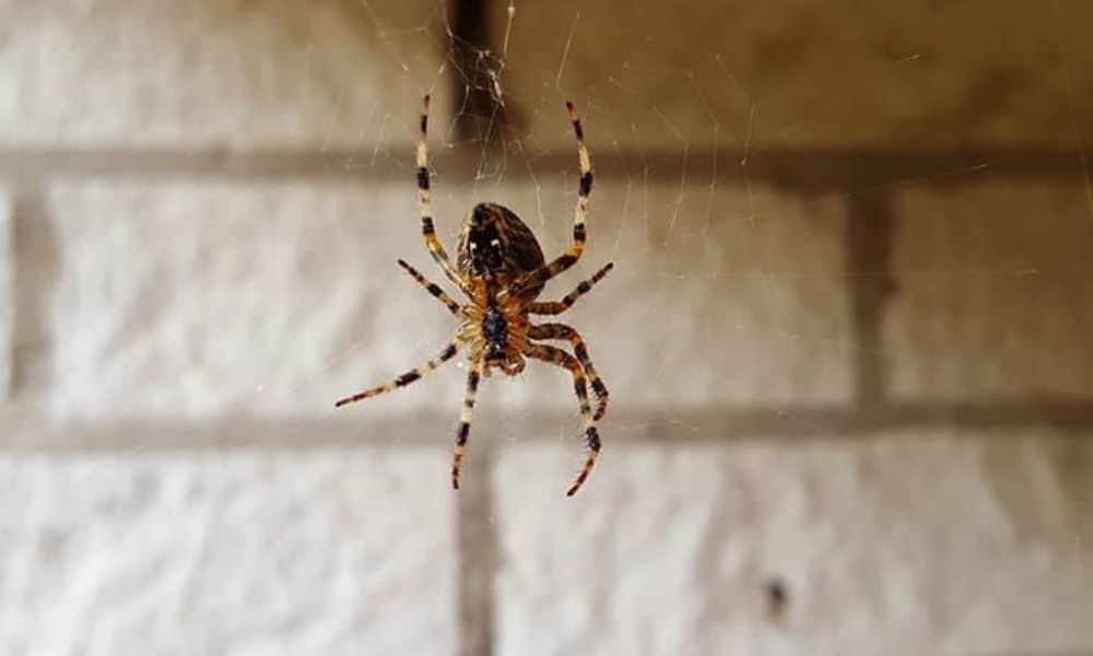 Tips for Keeping Arachnids at Bay